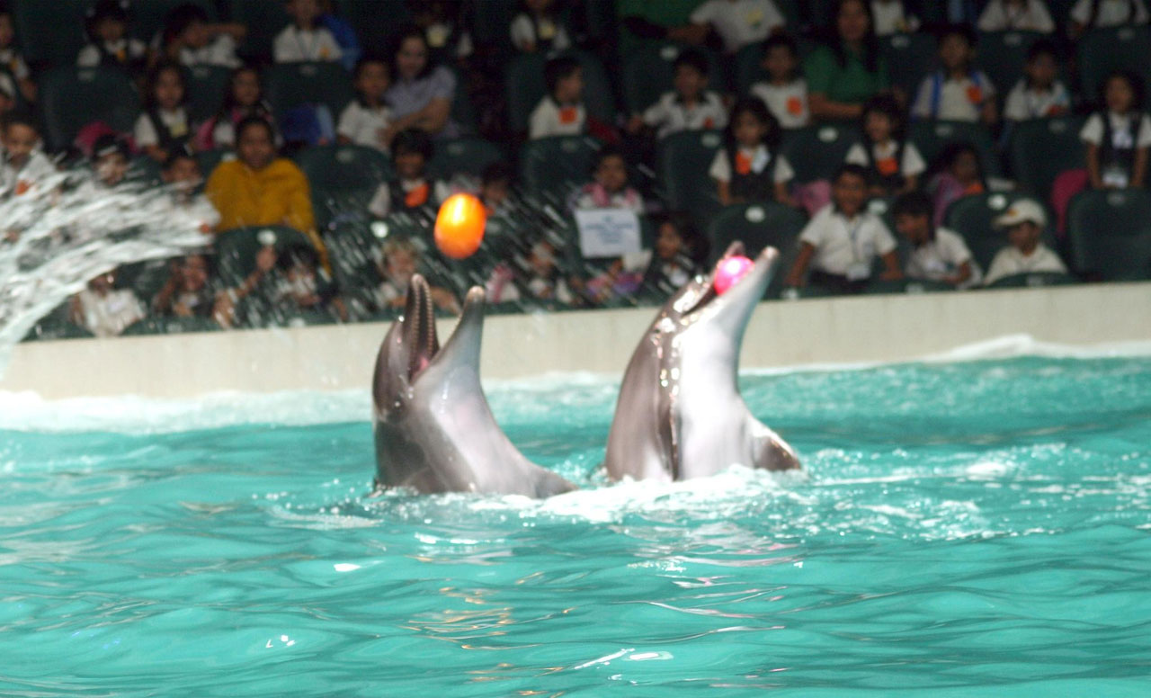 Dolphinarium